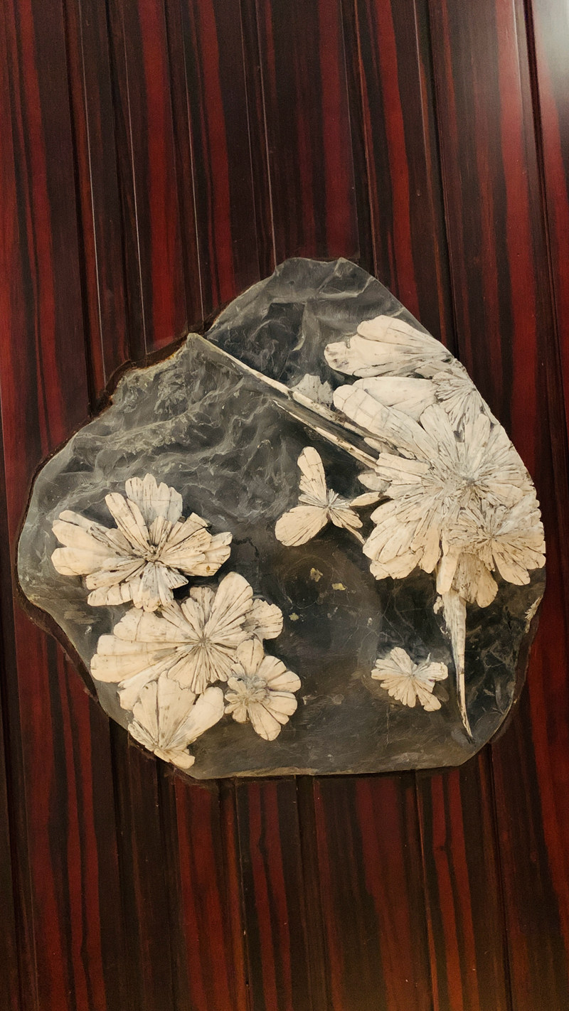 1751072241325481.jpg 587437ddc564650058c46bf359fe620.jpg