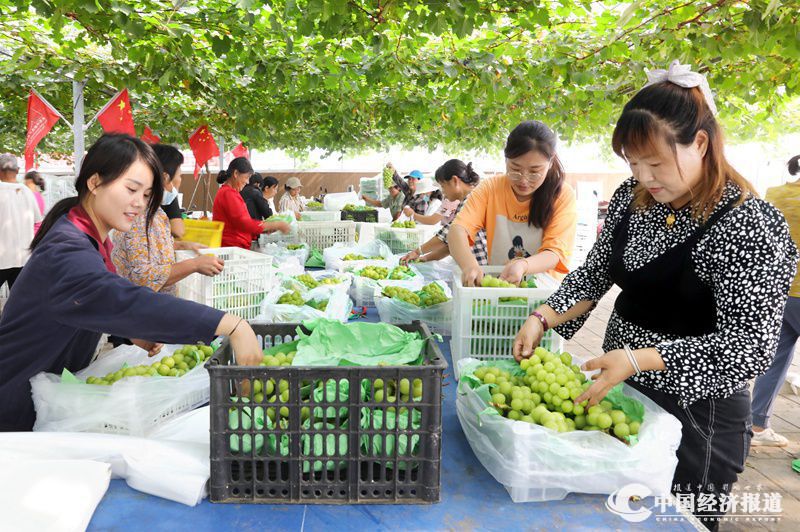 1安徽萧县致力打造长三角地区叫得响的优质葡萄品牌.jpg