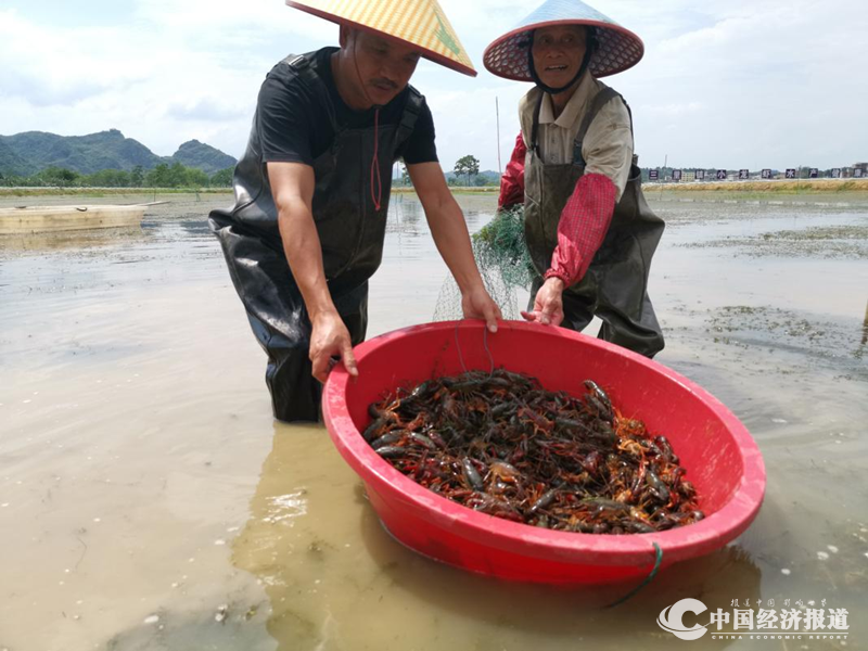 08上林县珠玥农业有限责任公司的小龙虾基地打捞画面 周家志 摄_副本.png