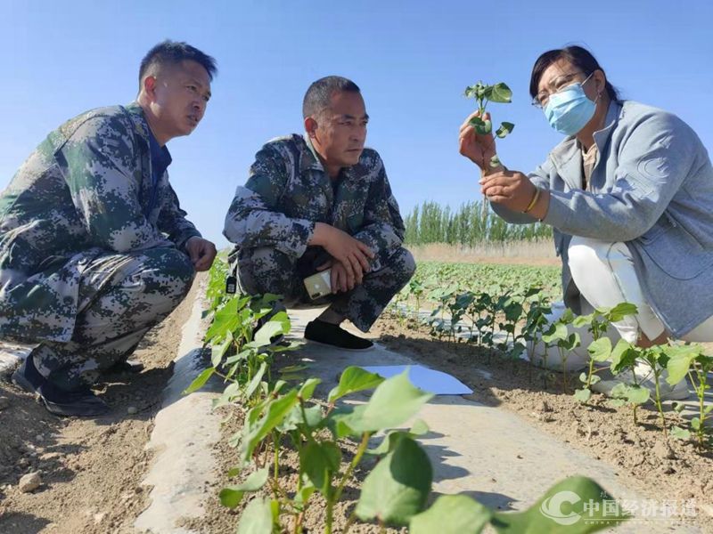 1新疆生产建设兵团第七师胡杨河市一二九团八连：做连队乡村振兴路上的“领头雁”.jpg